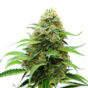 Super OG Kush Feminized Cannabis Seeds