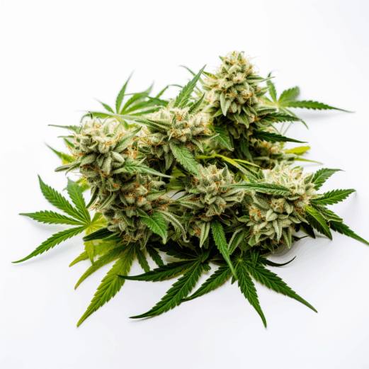 Super Silver Haze CBD