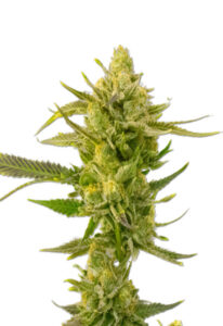 Super Skunk Autoflower Marijuana Seeds