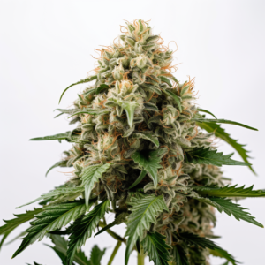 Super Skunk Strain Autoflowering Marijuana Seeds