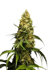 Super Skunk Feminized Marijuana Seeds
