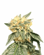 Super Skunk Strain Autoflowering Marijuana Seeds