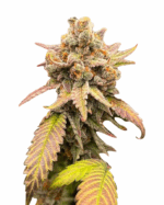 Super Skunk Strain Feminized Marijuana Seeds