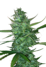 Super Sour Diesel Strain Autoflowering Marijuana Seeds