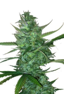 Super Sour Diesel Autoflower Cannabis Seeds