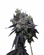 Sweet Island Strain Feminized Marijuana Seeds