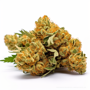 Sweet Mango Strain Autoflowering Marijuana Seeds