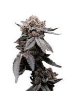 Sweet Tooth Strain Feminized Marijuana Seeds