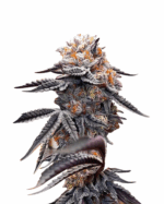 Tahoe Kush Feminized Cannabis Seeds