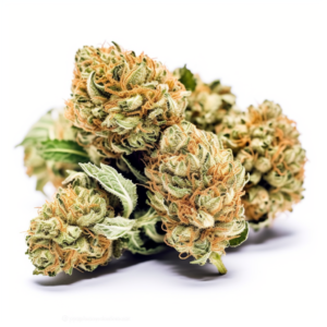 Tahoe OG Strain Feminized Marijuana Seeds