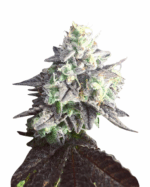 Tahoe OG Strain Feminized Marijuana Seeds