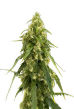 Tangerine Strain Autoflower Marijuana Seeds
