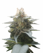 Tangie Strain Feminized Cannabis Seeds