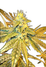 Tangie Cookies Regular Cannabis Seeds