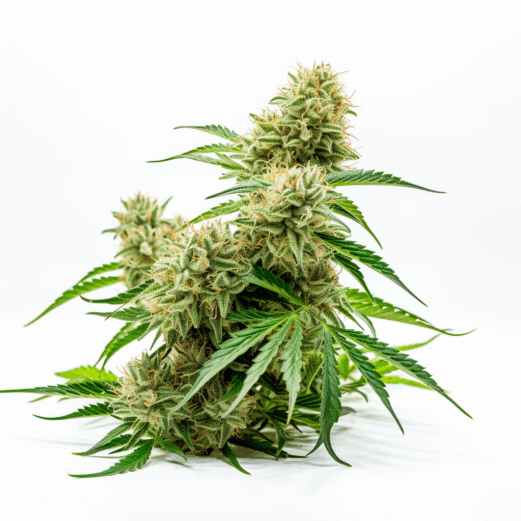 Taskenti Strain