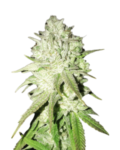Taskenti Strain Feminized Cannabis Seeds