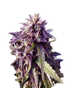 Texeda Time Warp Regular Cannabis Seeds