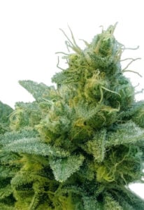 Thai Strain Autoflower Marijuana Seeds