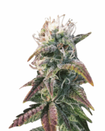 The Church Strain Feminized Cannabis Seeds
