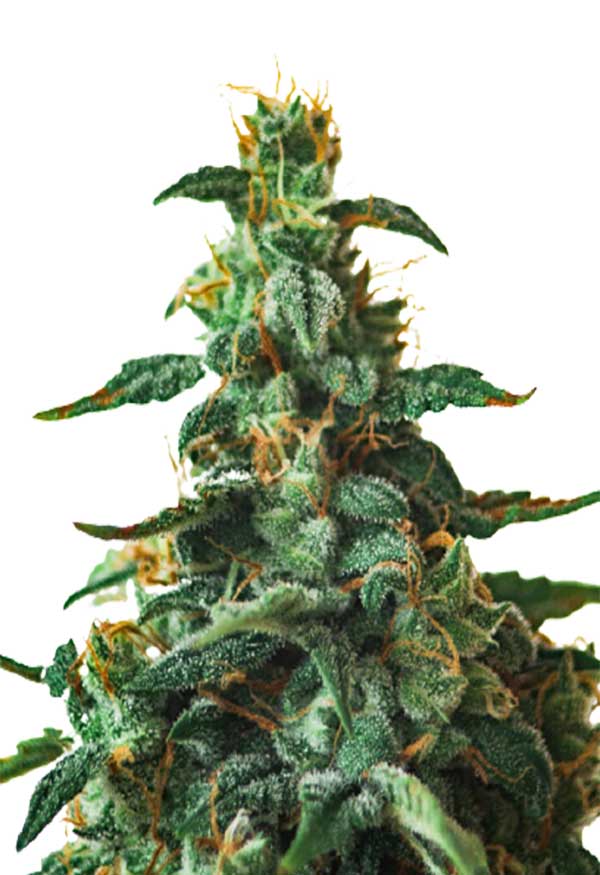 Thin Mint Autoflower Marijuana Seeds
