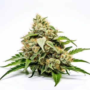 Tijuana Strain Feminized Cannabis Seeds