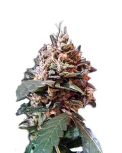 Tooth Decay Autoflowering Cannabis Seeds