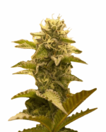 Triangle Kush Feminized Cannabis Seeds