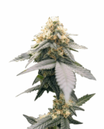Tropic Thunder Strain Feminized Cannabis Seeds