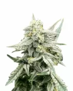 Tropicana Cookies Purple Strain Feminized Cannabis Seeds