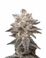 Tropicana Cookies Strain Feminized Cannabis Seeds