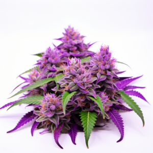 Tropicana Cookies Purple Strain Feminized Cannabis Seeds