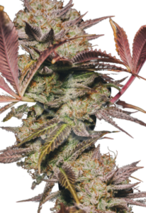 Alien OG Regular BCBD Cannabis Seeds