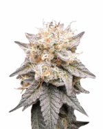 True OG Strain Feminized Cannabis Seeds