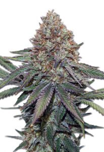 Ultra Bomb Cookie Feminized Marijuana Seeds