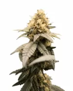 Ultra Bomb Cookie Strain Feminized Cannabis Seeds