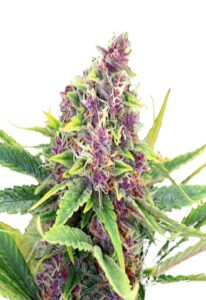 Ultra Violet OG Feminized Cannabis Seeds