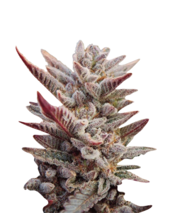 Ultra Violet OG Strain Feminized Cannabis Seeds
