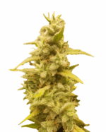 Utopia Strain Feminized Cannabis Seeds