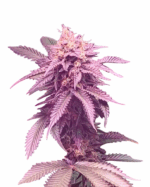 Watermelon Strain Feminized Cannabis Seeds