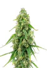 Wedding Cake Strain Autoflowering Cannabis Seeds