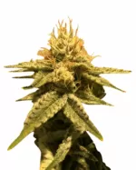 Wedding Crasher Strain Feminized Cannabis Seeds