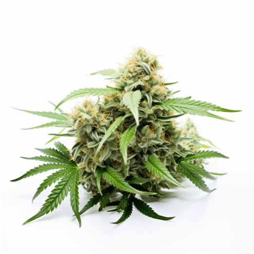 White Amnesia Strain