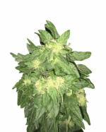 White Amnesia Strain Feminized Cannabis Seeds