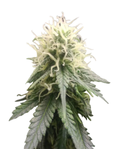 White Banner Strain Feminized Cannabis Seeds