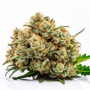 White Cookies Strain Feminized Cannabis Seeds