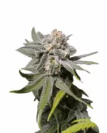 White Cookies Strain Feminized Cannabis Seeds