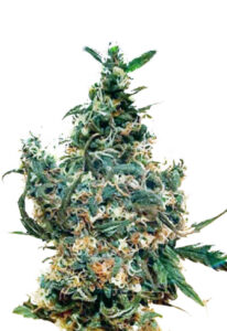White Dream Autoflower Marijuana Seeds