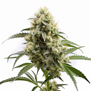 White Dream Strain Autoflowering Cannabis Seeds