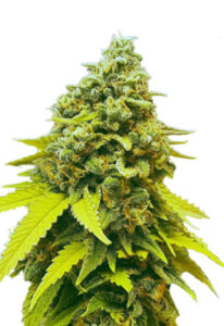 White Dwarf Feminized Marijuana Seeds