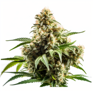 White Dwarf Strain Feminized Cannabis Seeds